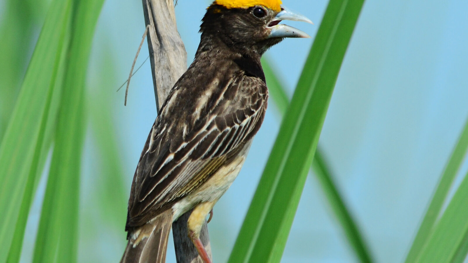 Black-breasted Weaver
