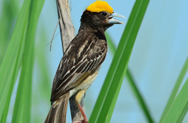 Black-breasted Weaver