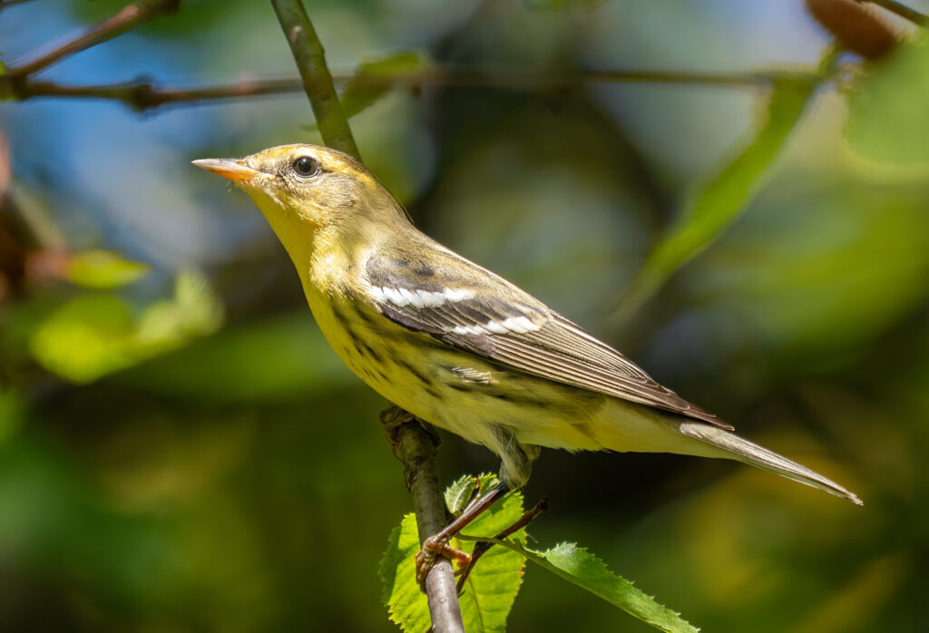 Blackburnian Warbler