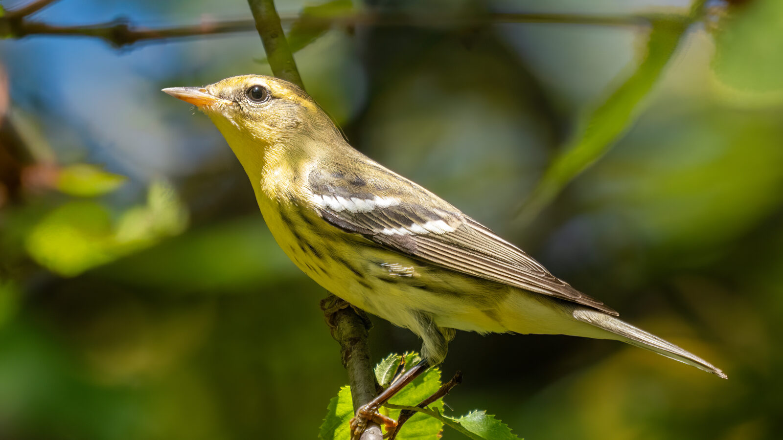 Blackburnian Warbler