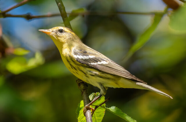Blackburnian Warbler
