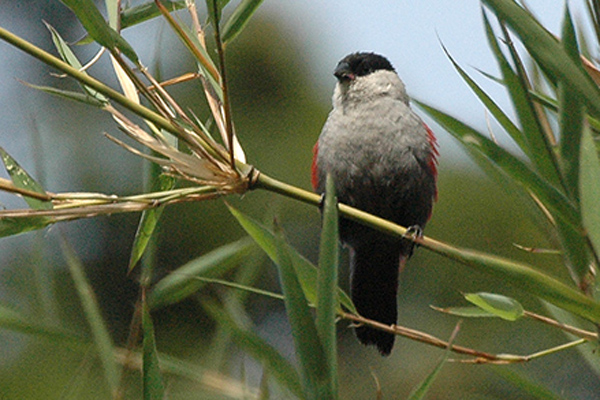 Black-headed Waxbill