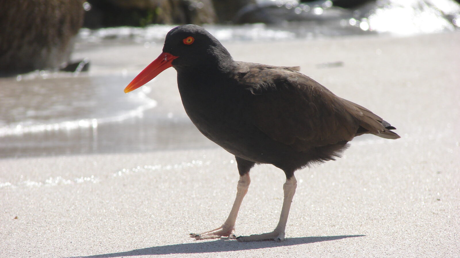 Blackish Oystercatcher