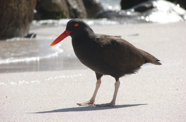 Blackish Oystercatcher