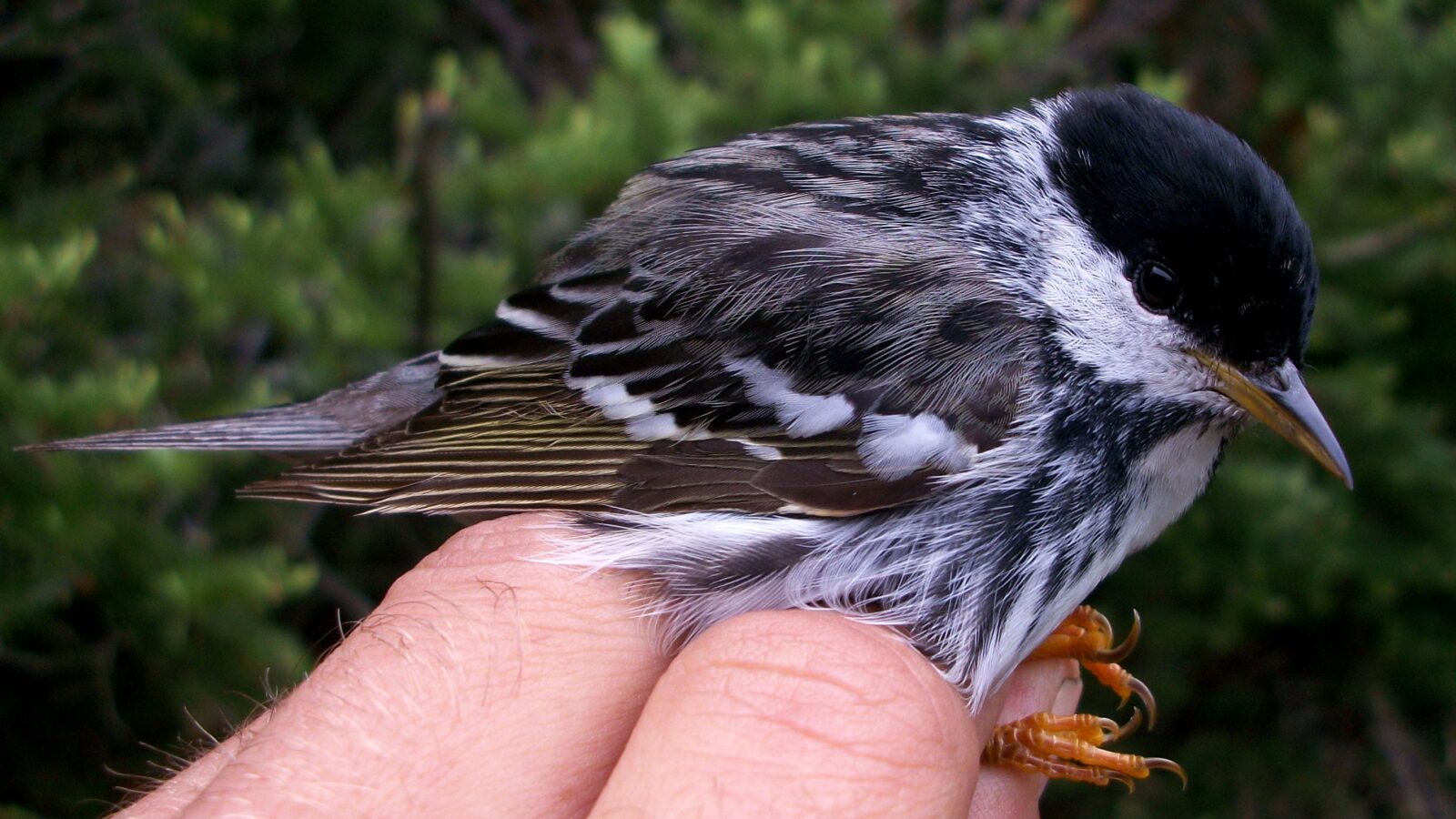 Blackpoll Warbler