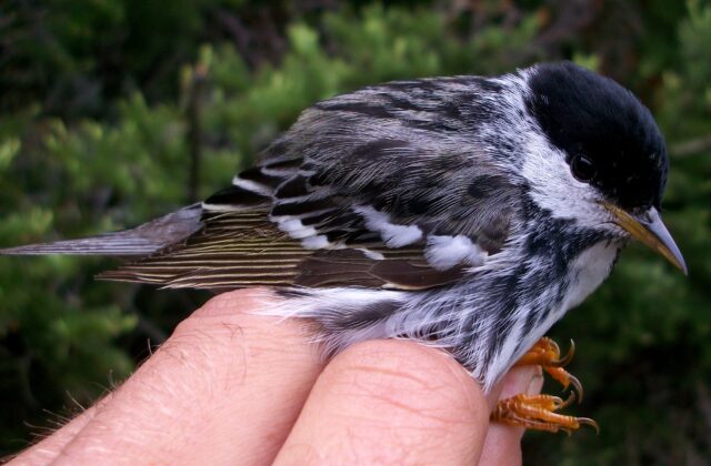 Blackpoll Warbler
