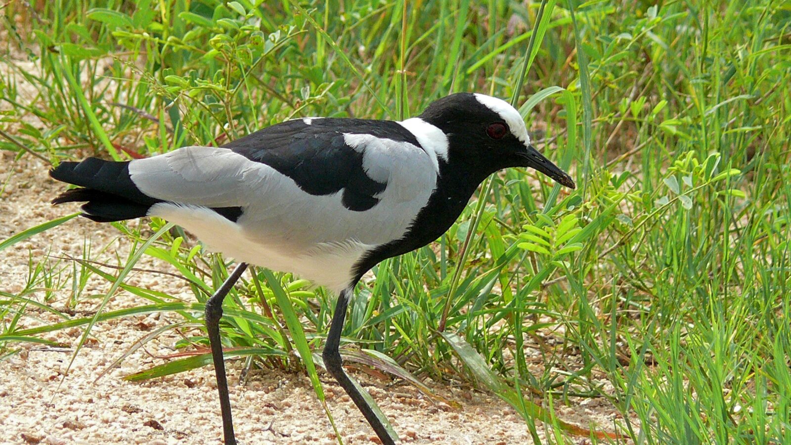 Blacksmith Lapwing