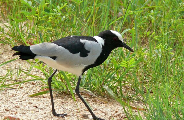 Blacksmith Lapwing