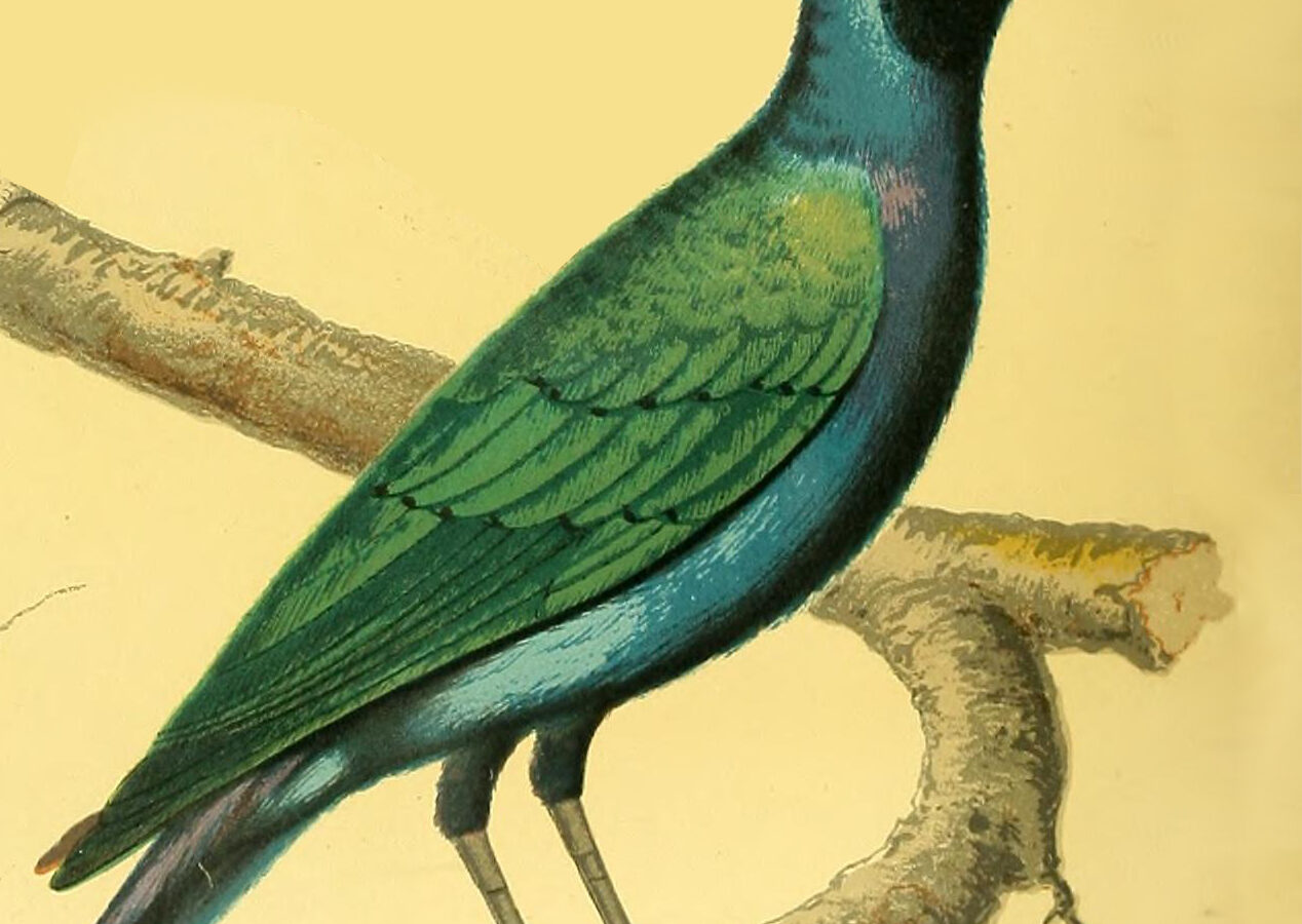 Purple-headed Starling