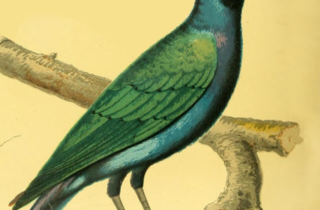 Purple-headed Starling