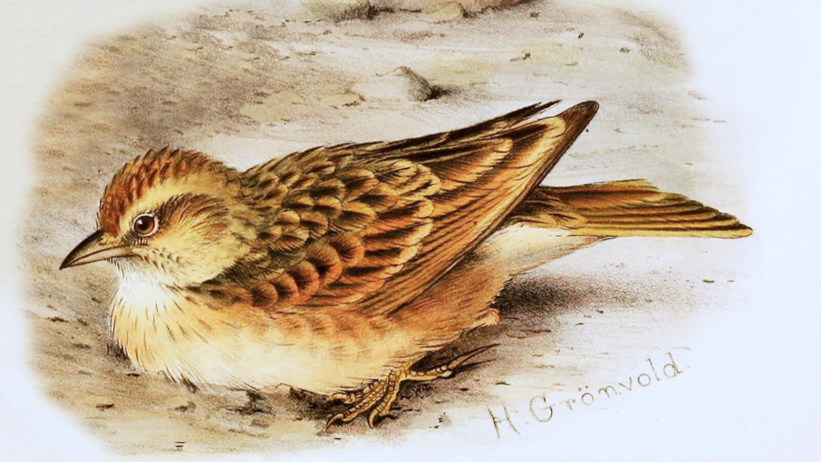 Blanford’s Lark
