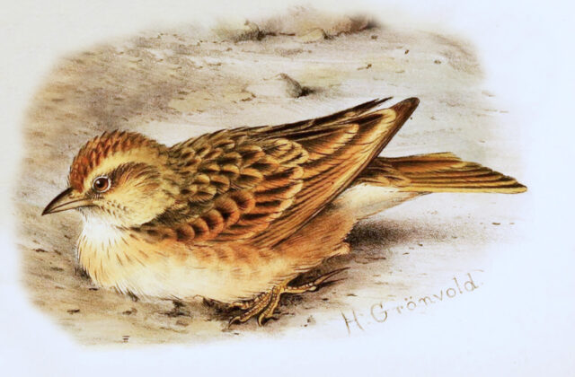 Blanford’s Lark