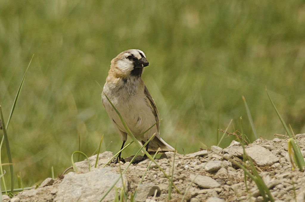 Blanford’s Snowfinch
