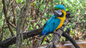 Blue-throated Macaw