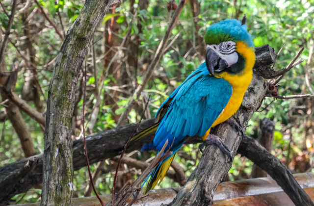 Blue-throated Macaw