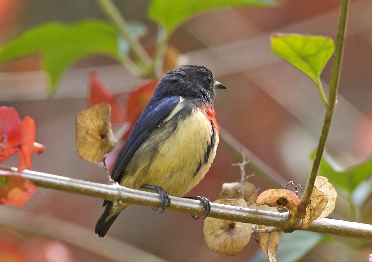 Javan Flowerpecker