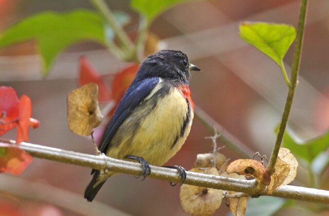 Javan Flowerpecker