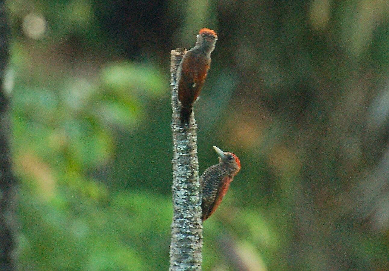 Blood-colored Woodpecker