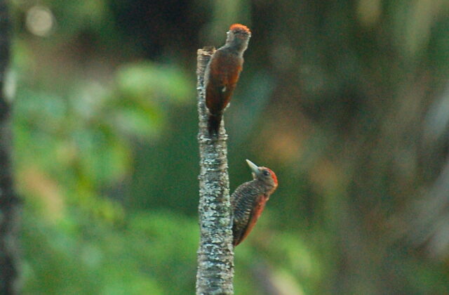 Blood-colored Woodpecker