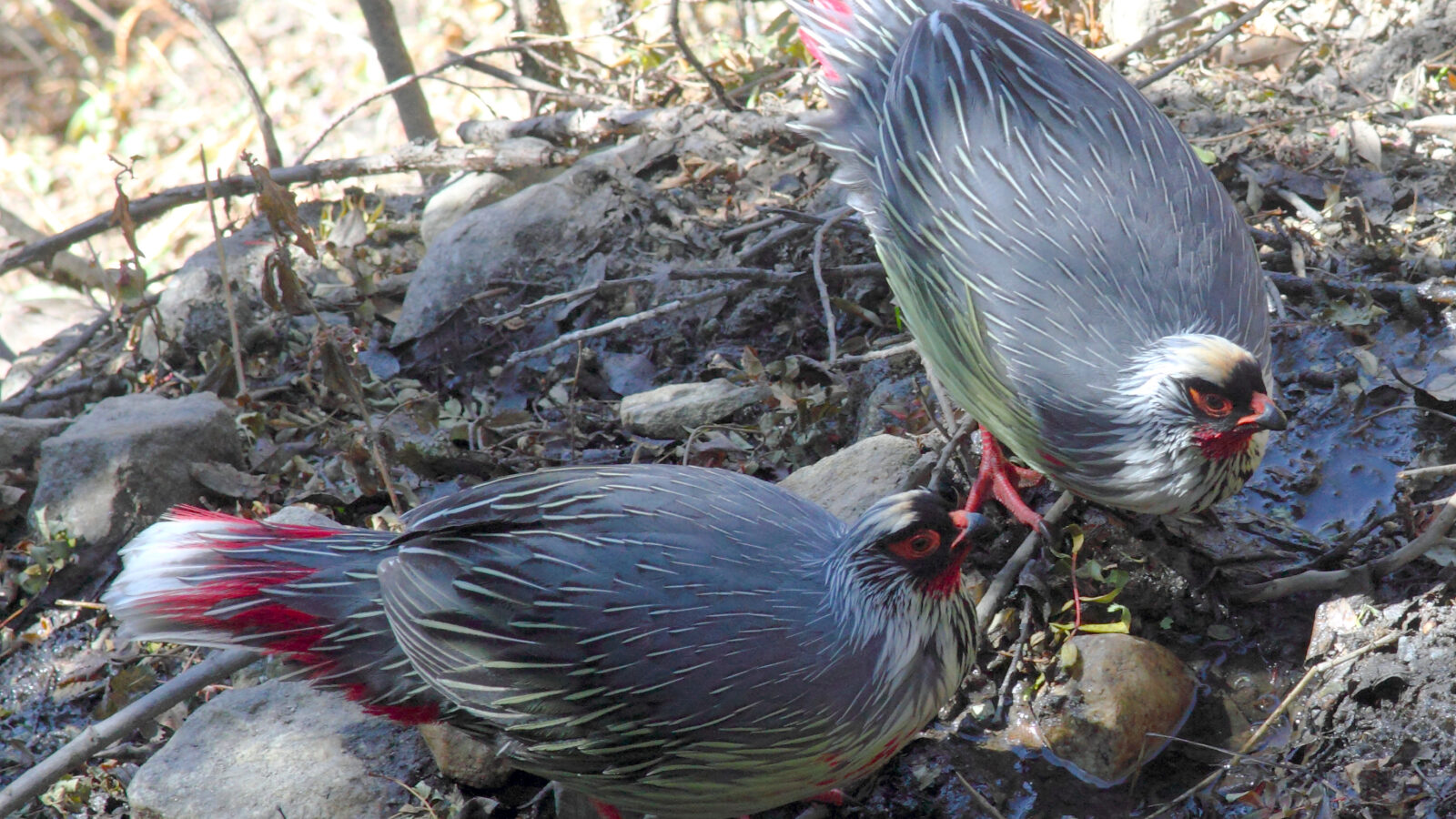 Blood Pheasant