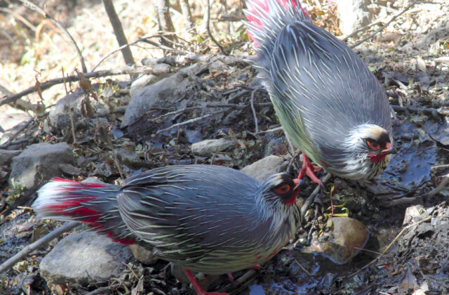 Blood Pheasant
