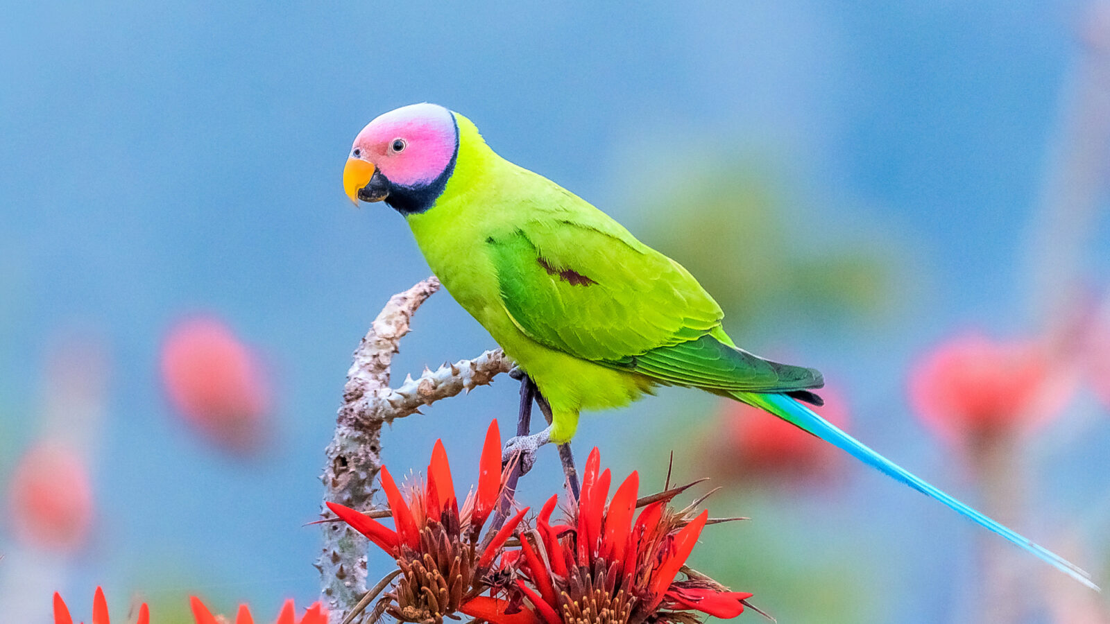 Blossom-headed Parakeet