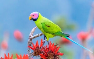 Blossom-headed Parakeet