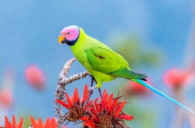 Blossom-headed Parakeet