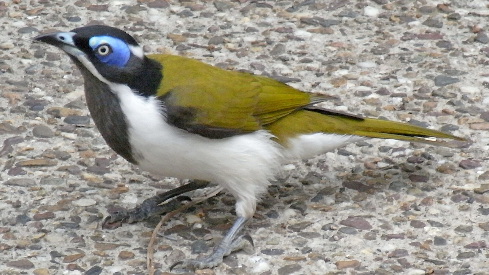 Blue-faced Honeyeater