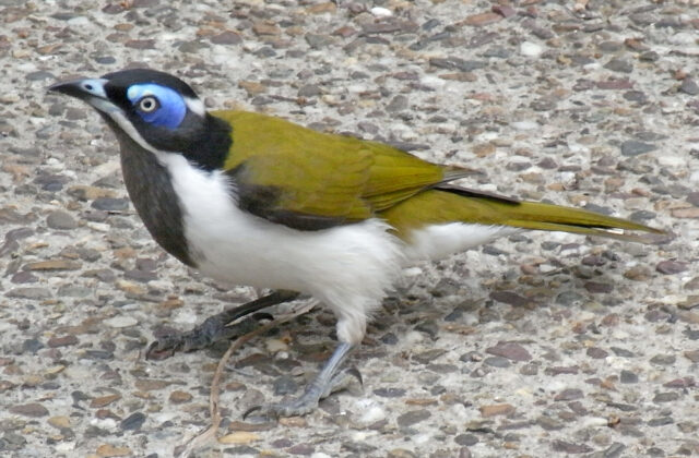 Blue-faced Honeyeater
