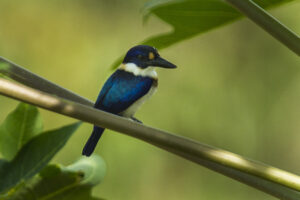 Blue-and-white Kingfisher