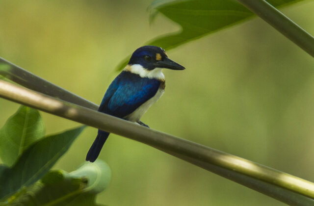 Blue-and-white Kingfisher