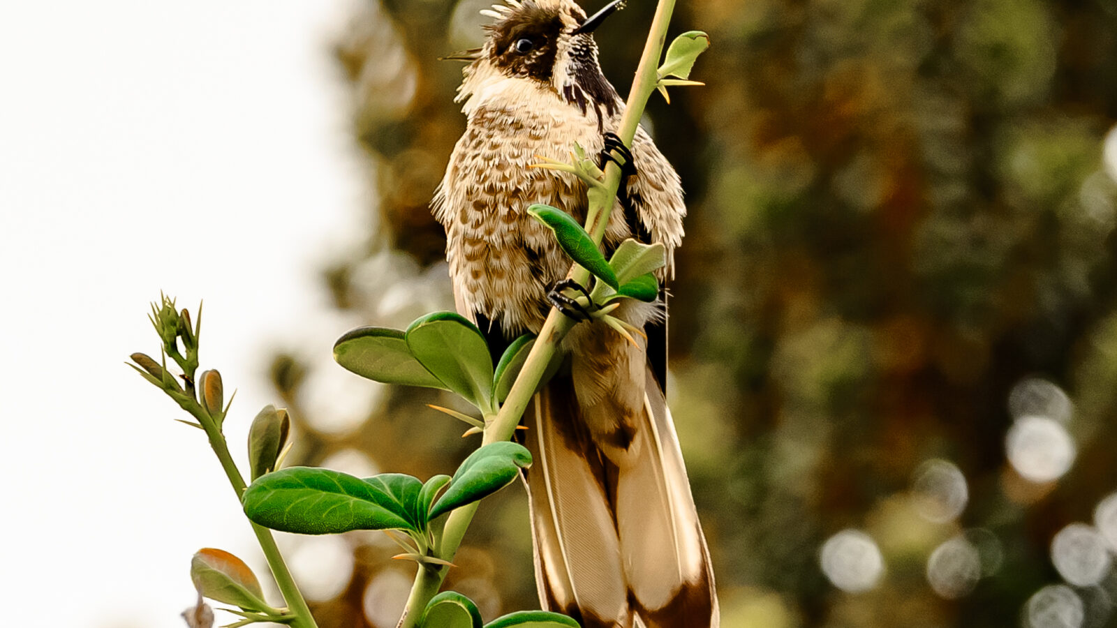 Blue-bearded Helmetcrest