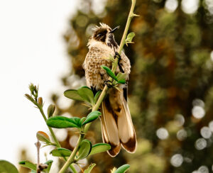 Blue-bearded Helmetcrest