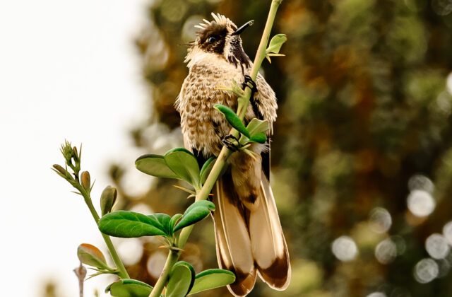 Blue-bearded Helmetcrest