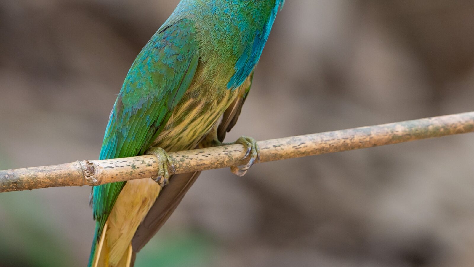 Blue-bearded Bee-eater