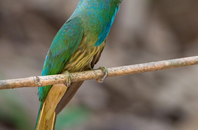 Blue-bearded Bee-eater