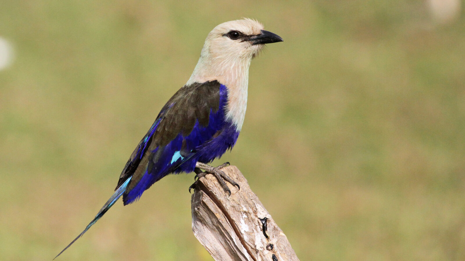 Blue-bellied Roller