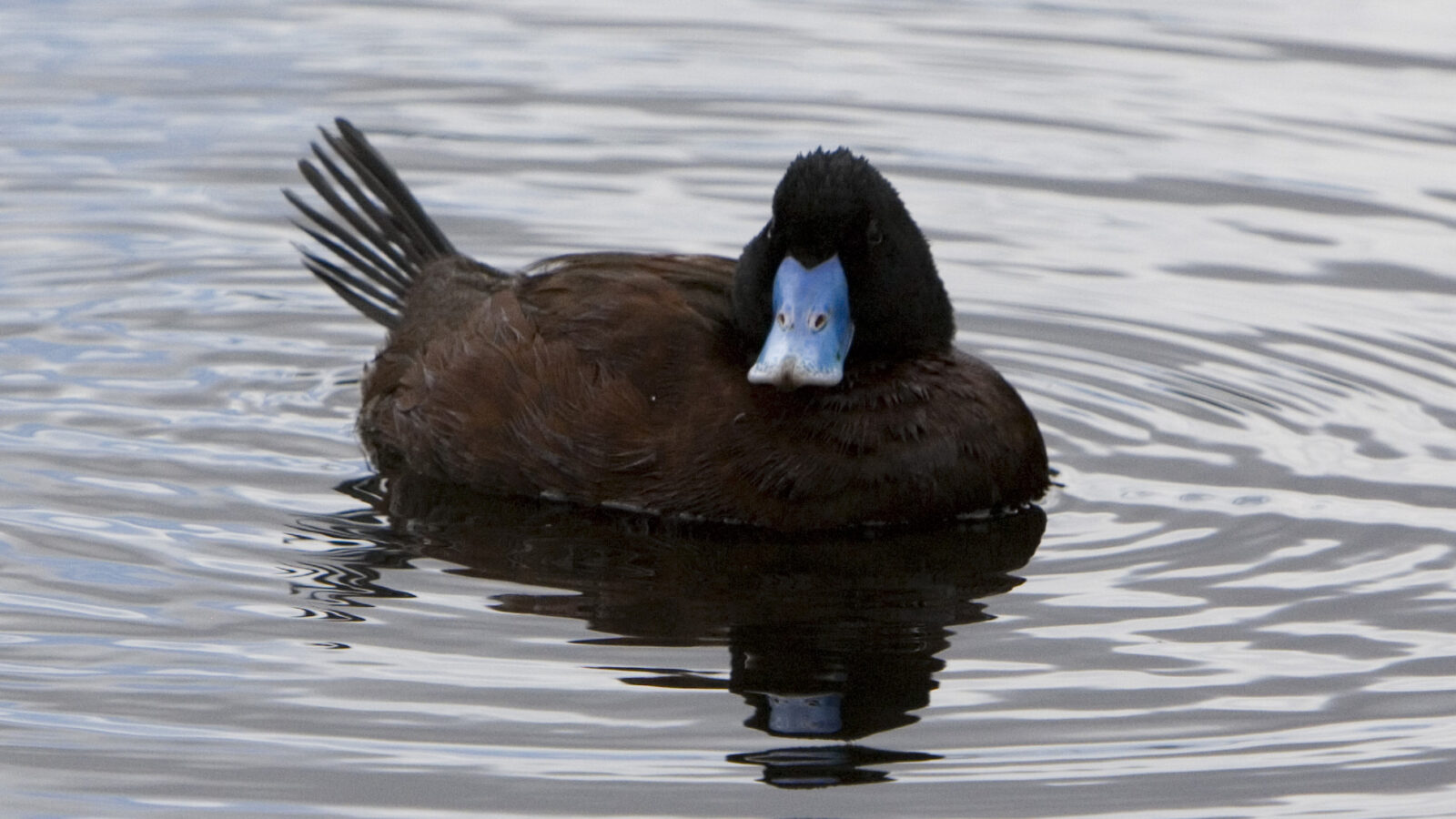 Blue-billed Duck