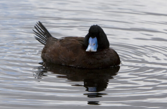 Blue-billed Duck
