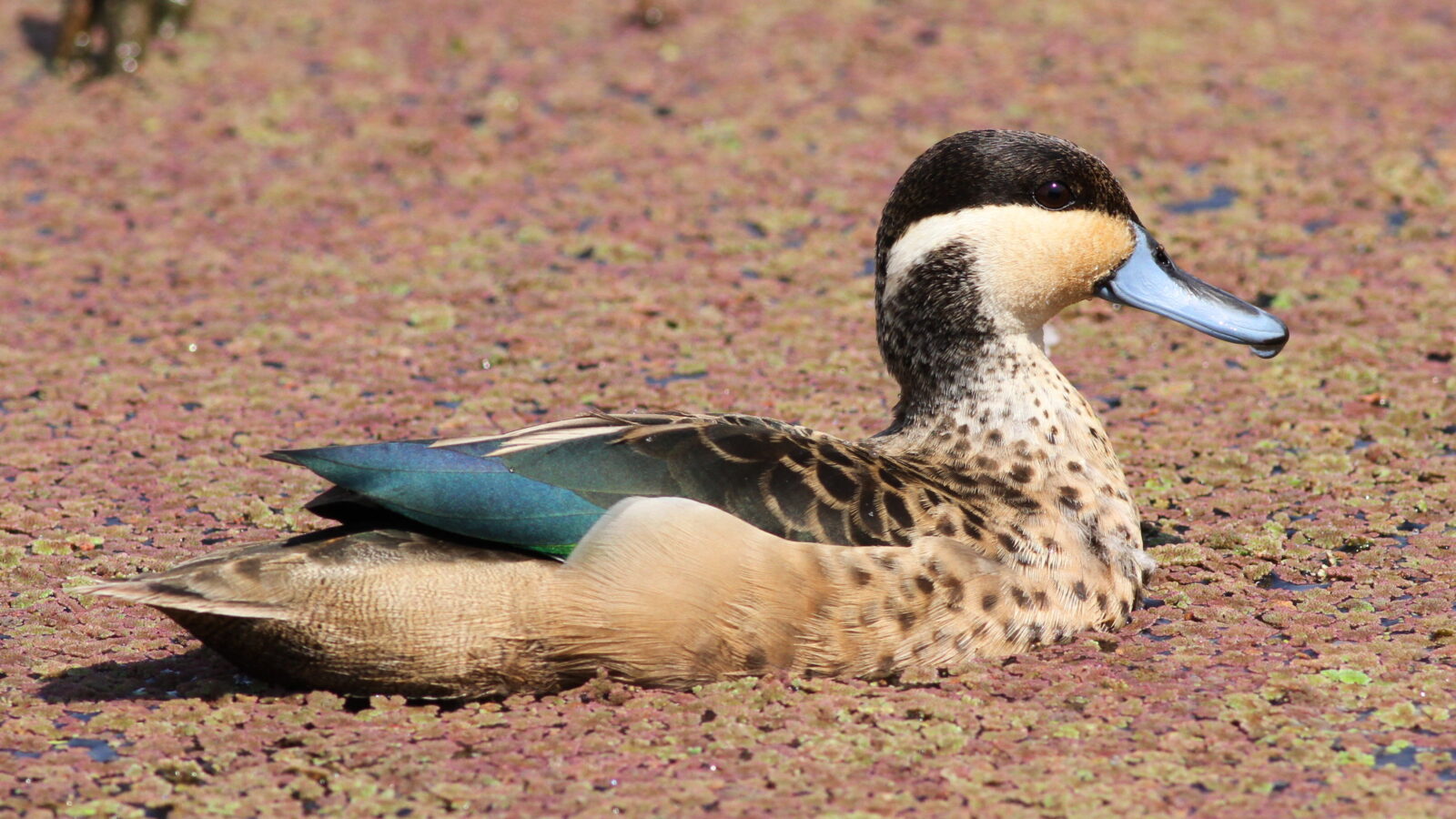 Blue-billed Teal