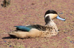 Blue-billed Teal