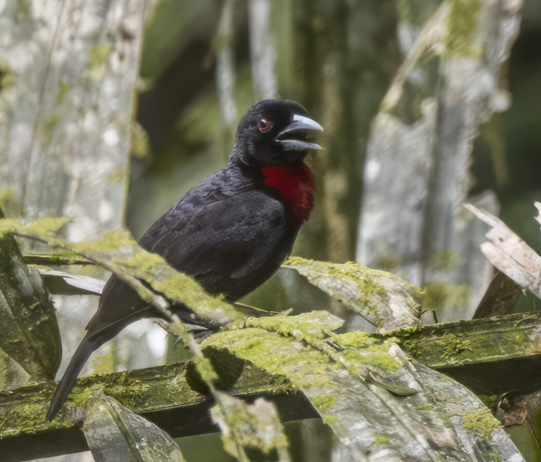 Blue-billed Malimbe