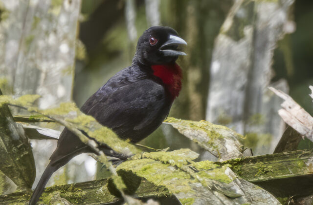 Blue-billed Malimbe