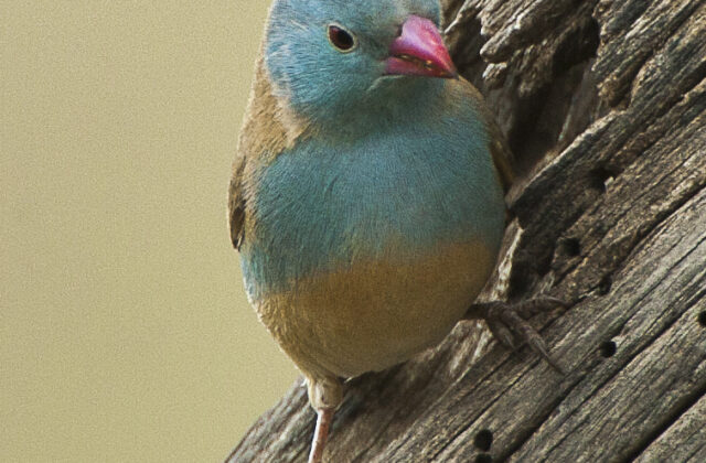 Blue-capped Cordon-bleu