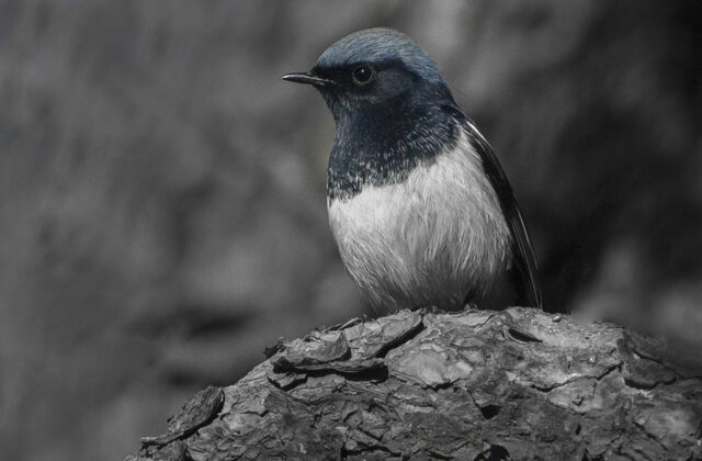 Blue-capped Redstart