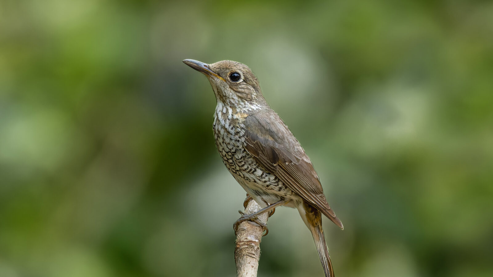 Blue-capped Rock Thrush