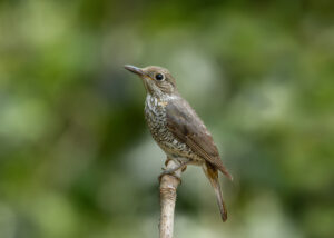 Blue-capped Rock Thrush