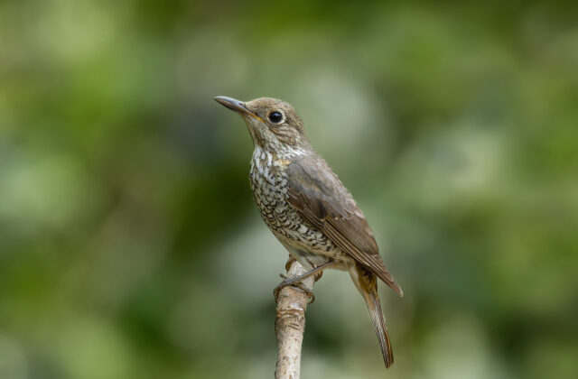 Blue-capped Rock Thrush