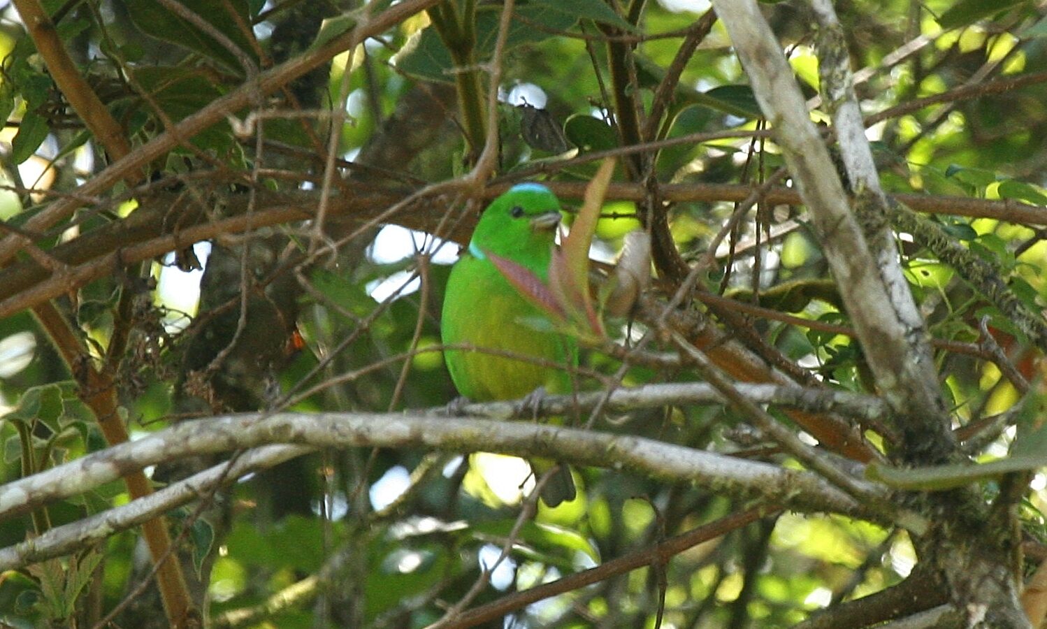 Blue-crowned Chlorophonia